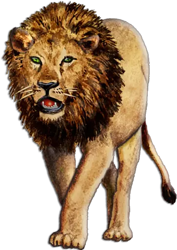  Walking Lion Png Walking Lion Png Lion Png