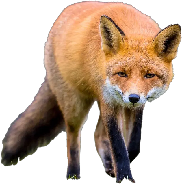  Fox No Background Fox No Background Png Fox Png