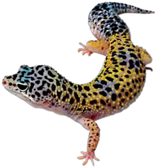  Download Leopard Lizard Clipart Pencil Gecko Png Transparent Lizard Transparent