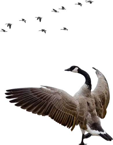  Goose Png Canada Geese Png Goose Transparent