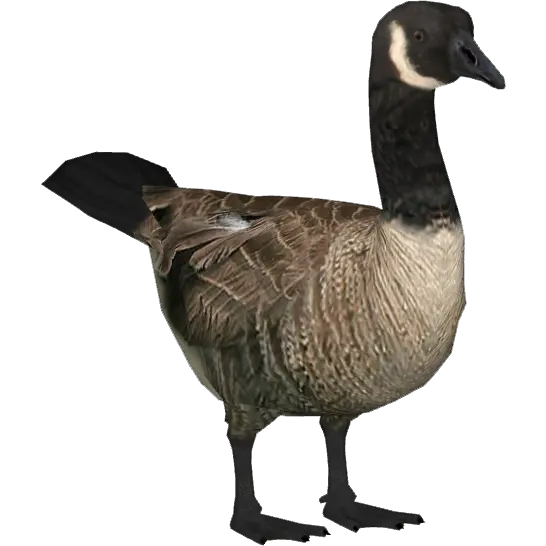  Download Goose Clipart Transparent Canada Goose Png Goose Transparent