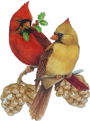  Cardinal Ornaments Transparent Png Male And Female Cardinal Cardinal Png