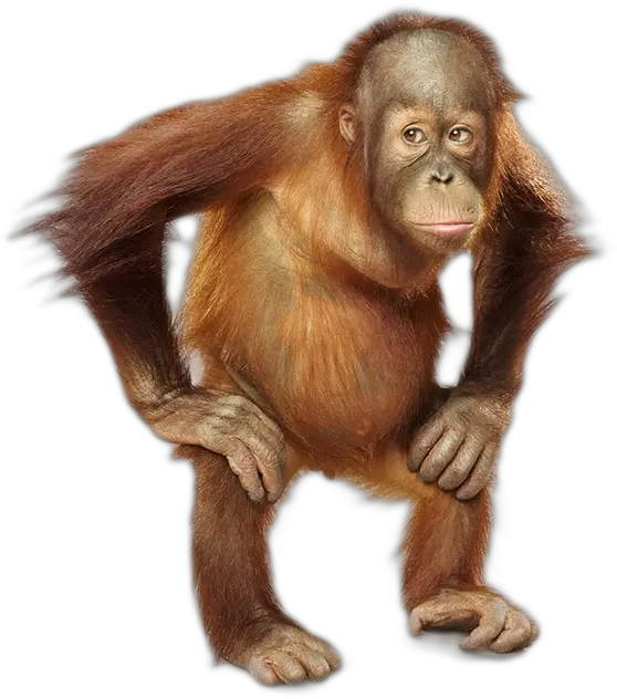  Orangutan Png Photo Orang