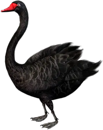  Black Swan Png Black Swan Bird Standing Swan Png