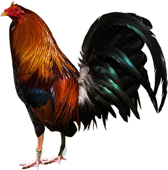  Rooster Png Manok Na Pola Rooster Png