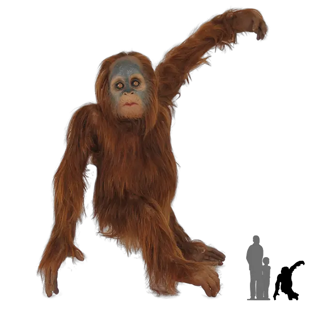  Download Real Monkey Png Orangutan Png Clipart Monkey Png