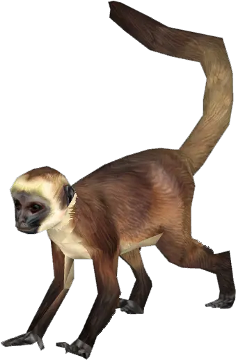  15 Panda Monkey Png For Free Download Spider Monkey Png Monkey Png