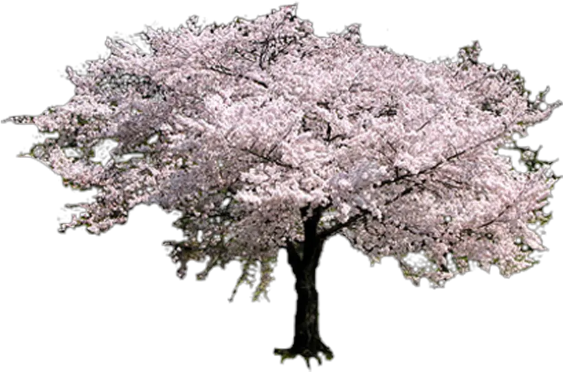  Sakura Tree Transparent Cherry Blossom Tree Png Sakura Tree Png