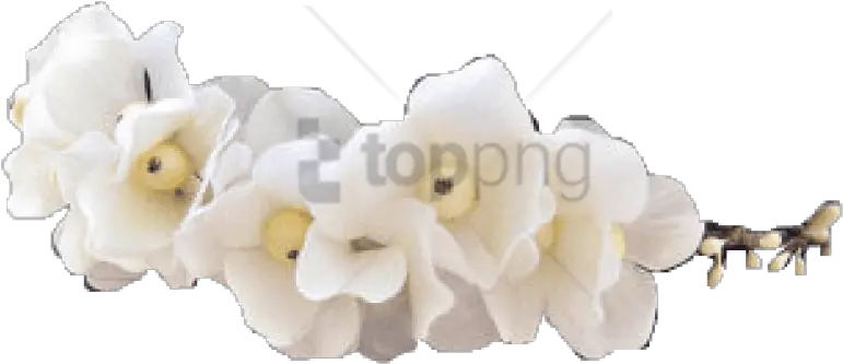  Download Free Png Tumblr Transparent Flower Crown Image Soft Flower Crown Transparent Tumblr