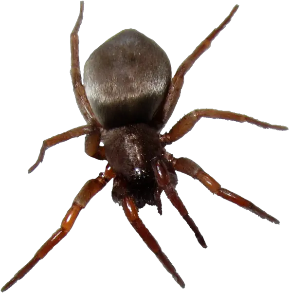  Bugs Png Images Free Pictures Different Type Of Beetles Bugs Png
