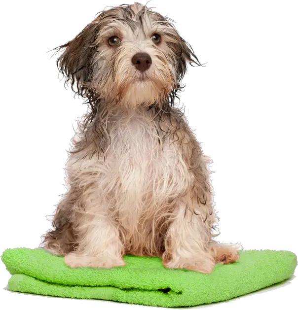  Download Dog Bath Png Transparent Dog Bath Png Bath Png