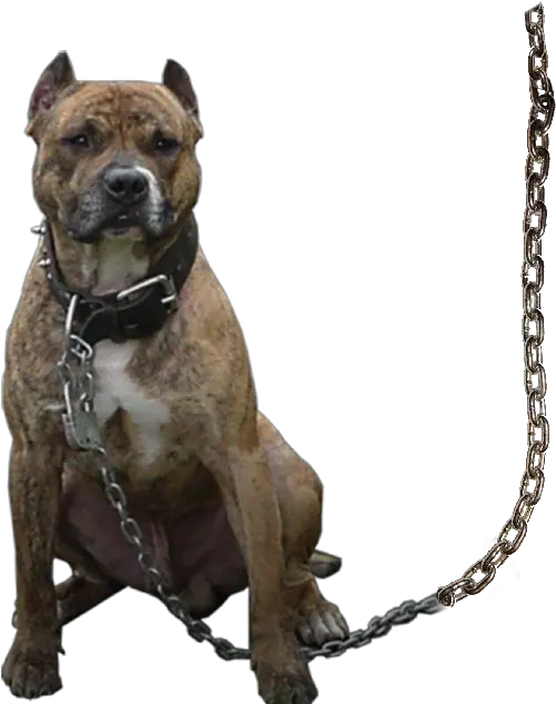  Gangstar Boy Editing Background Png Dog Png For Editing Pitbull Png