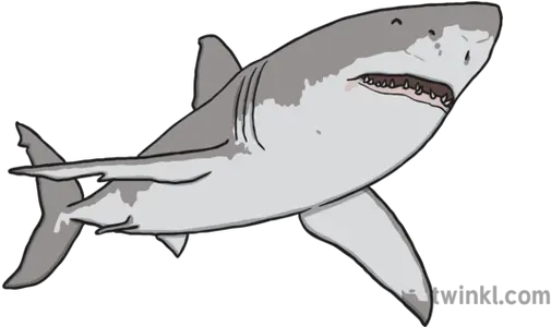  Great White Shark Illustration Great White Shark Describing Adjectives Png Great White Shark Png