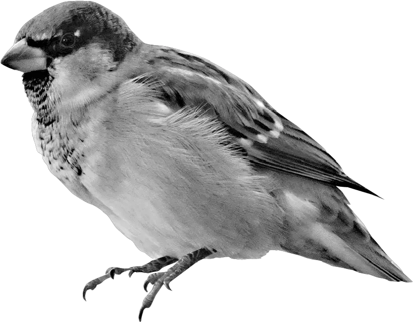  Download House Sparrow Hd Png Uokplrs Sparrow Hd Wallpaper For Mobile Jack Sparrow Png