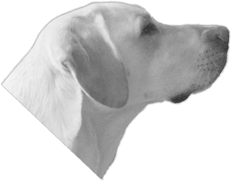  Dog Head Dogs Head Transparent Bg Png Dog Head Png