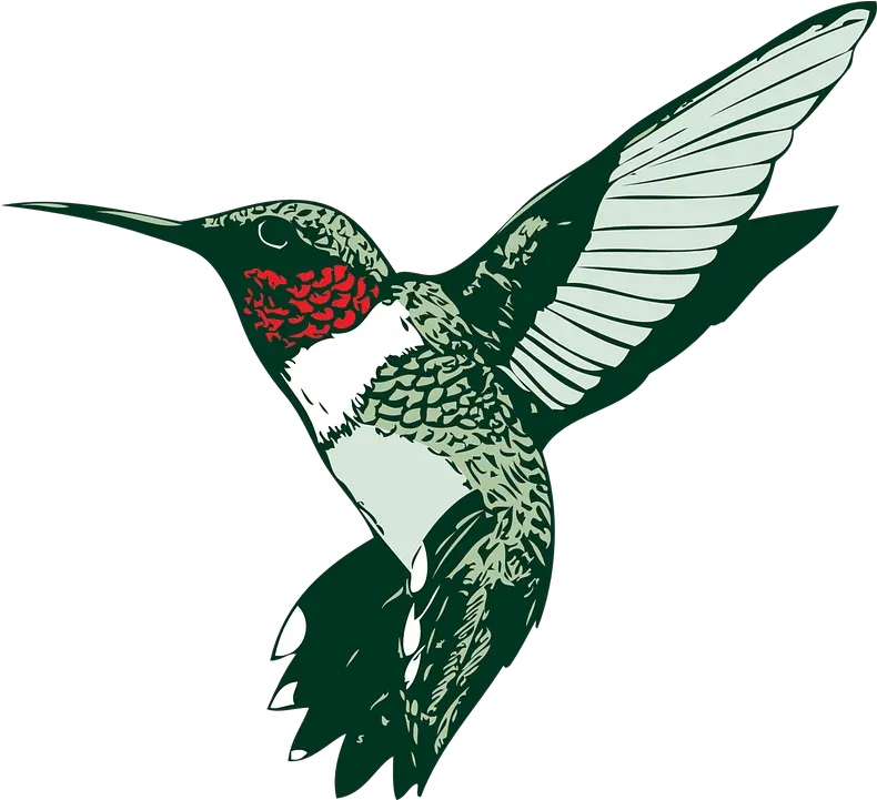  Bird Hummer Hummingbird Free Vector Graphic On Pixabay Clip Art Of Hummingbird Png Hummingbird Transparent Background