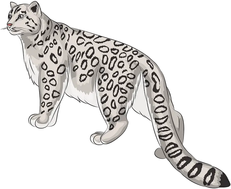  Snow Leopard Clipart Transparent Snow Leopard Clipart Png Snow Leopard Png