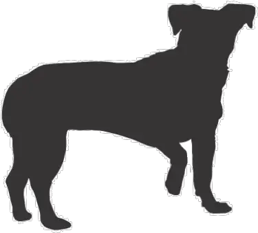  Download Iu0027m Sad Floppy Dog Ear Silhouette Png Image With Chiweenie Clipart Sad Dog Png