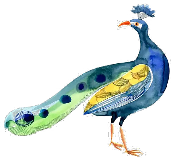  Bird Peafowl Peafowl Png Peacock Png