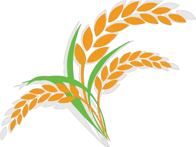  Rice Clipart Cereal Plant Rice Plant Clipart Png Rice Plant Clipart Plant Clipart Png