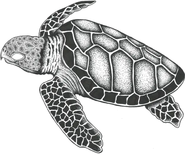  The Hawksbill Sea Turtle Brand By Hawksbill Sea Turtle Drawing Png Turtle Transparent Background