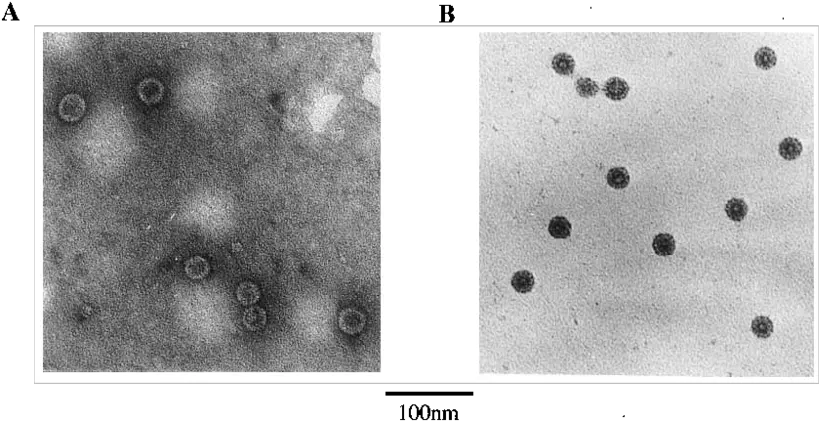  Electron Micrograph Of Hbc Particles A Fme1 Hbc Monochrome Png Particles Png