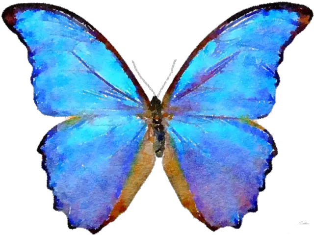  Png Blue Butterfly Clipart Butterfly Png Butterfly Png Clipart