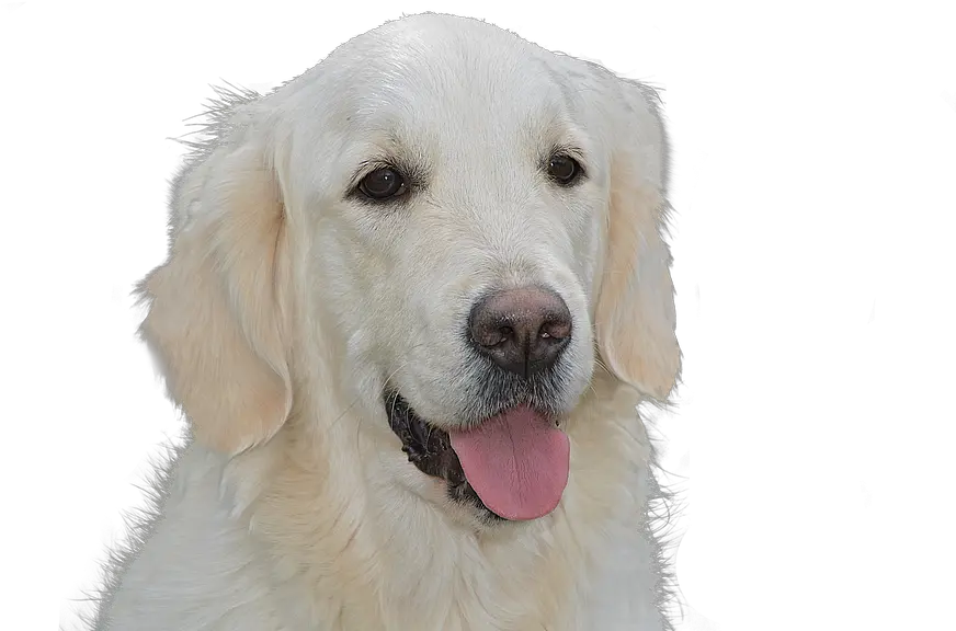  Dog Free Golden Retriever Pet Free Photo On Pixabay Golden Retriever White Png Golden Retriever Transparent