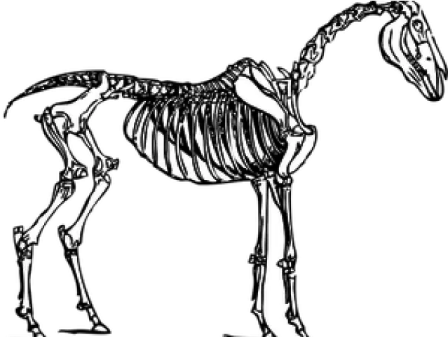  Download Horse Skeleton Transparent Full Size Png Image Horse Skeleton Clipart Skeleton Transparent Background