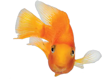  Fish Images More Photos Do Not Come Any Closer Meme Png Fish Bowl Transparent Background