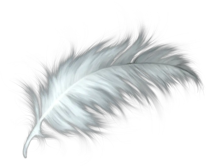  White Feather Healing Quill Paris Png Transparent Background Feather Png Feather Transparent Background