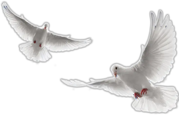  Download Holy Spirit Dove Png White Doves Flying Png Flying Doves Png Holy Spirit Png