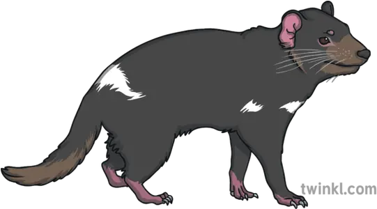  Tasmanian Devil Australia Wild Open Eyes Animal Ks1 Tasmanian Devil Png Devil Eyes Png