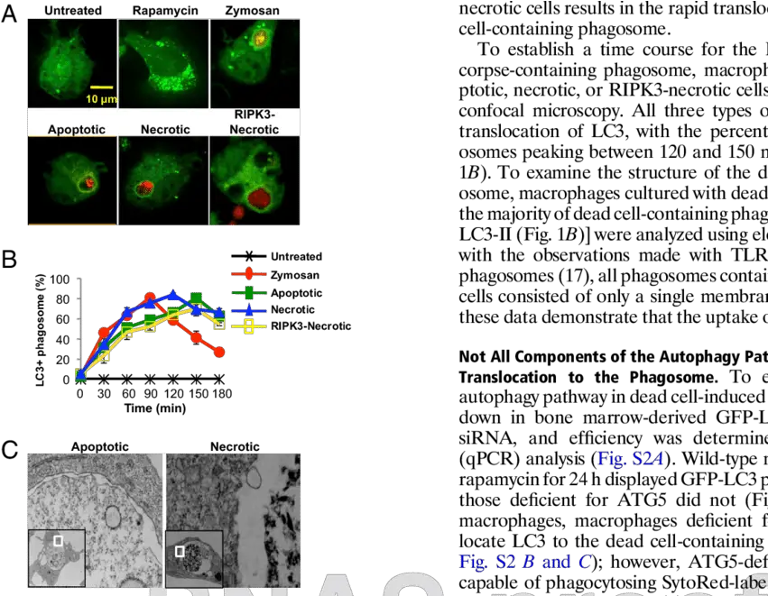  Dead Cells Induces Lc3 Zymosan Lc3 Associated Phagocytosis Png Dead Cells Logo