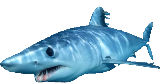  Document Shortfin Mako Shark Sharks Png Shark Transparent Background