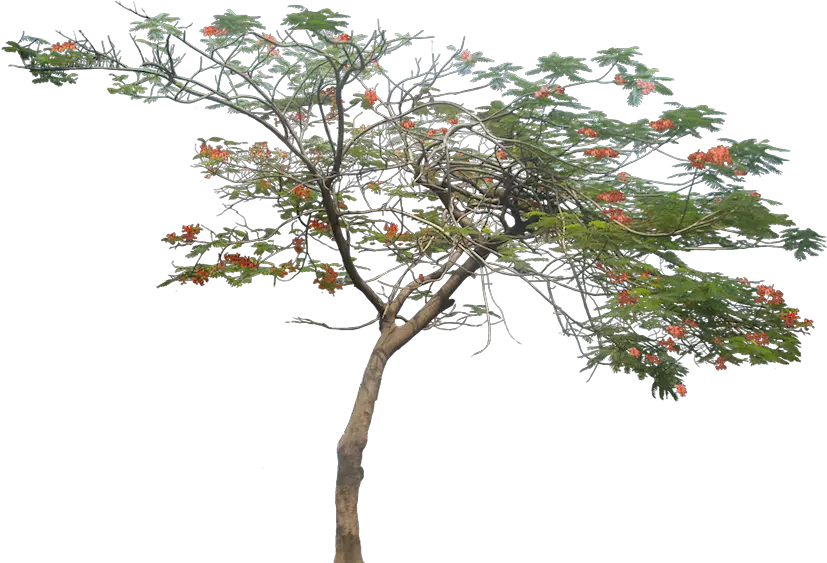  Gulmohar Tree Png Image Architecture Tree Png Tropical Tree Png