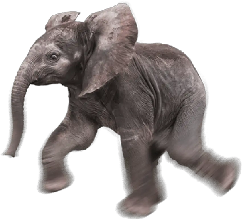  Baby Elephant Transparent Background Baby Elephant Transparent Background Png Elephant Transparent Background