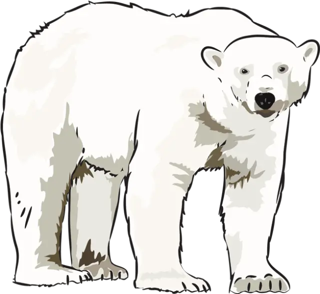  Habitat Drawing Polar Bear Transparent U0026 Png Clipart Free Polar Bear Black And White Polar Bear Png