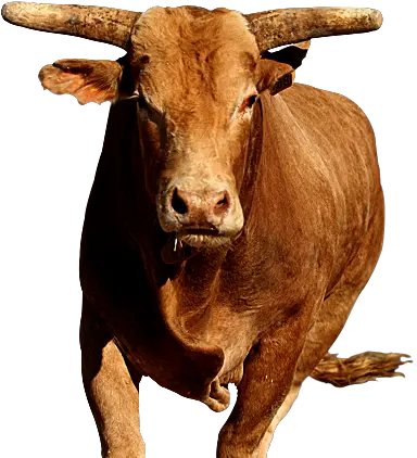  Bull Png Bull Png Bull Png