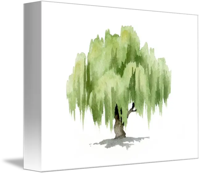  Download Willow Tree By David Rogers Willow Tree Watercolor Painting Png Watercolor Tree Png