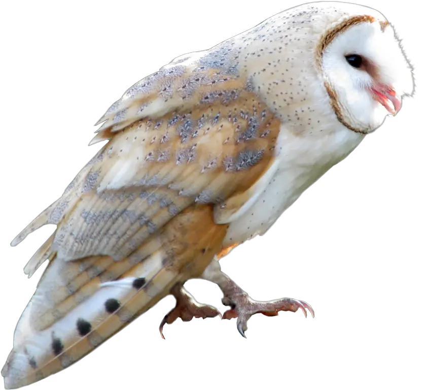  Background V29 Png P 3568537406 Hunting Of Ants Png Transparent Barn Owl Png Ants Png