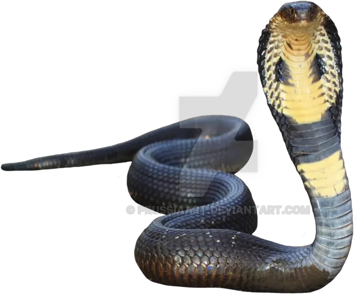  King Cobra Transparent Background King Cobra Transparent Background Png Snake Transparent Background