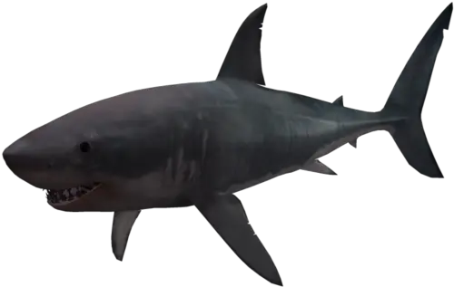  Shark Png Hd Vcetor Transparent Background Image For Free