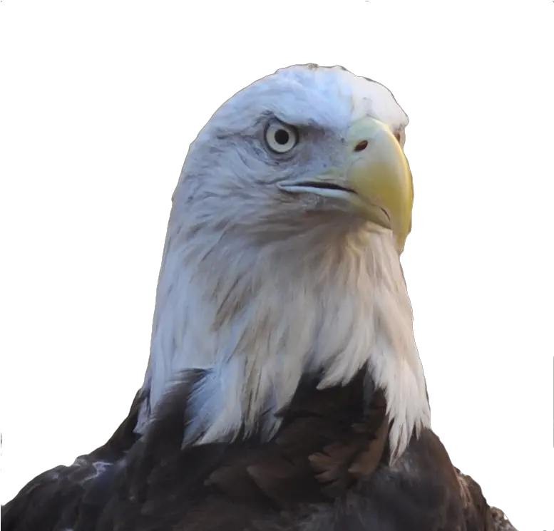  Bald Eagle Head Png Picture 589647 Buzzard Bald Head Png