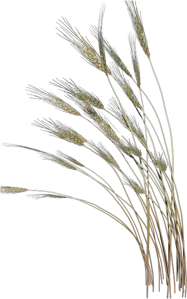  Picture Reed Png Reed Png