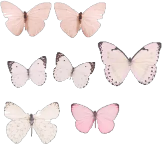  Collection Of Free Transparent Butterfly 1590589 Png Pastel Blue Butterflies Aesthetic Pink Butterfly Png