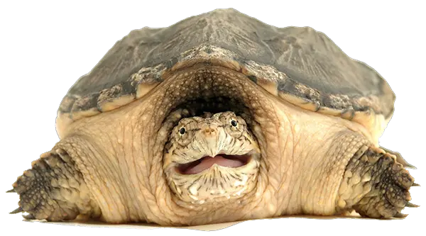  Turtle Icon Snapping Turtle Clip Art Png Turtle Png