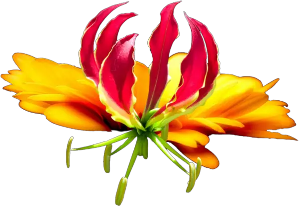  Download Tropical Flower Png Image With No Background Tropical Flower Tropical Flower Png