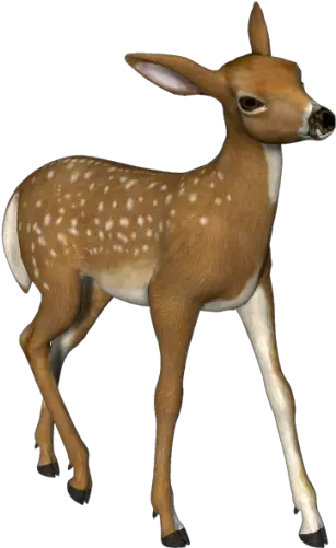  Deer Png Images Deer Transparent Deer Png