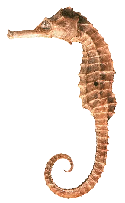  Download Seahorse Png Clipart Northern Seahorse Seahorse Png